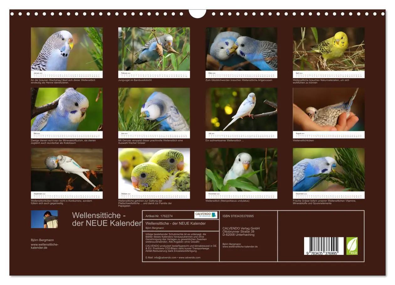 Bild: 9783435376995 | Wellensittiche - der NEUE Kalender (Wandkalender 2025 DIN A3 quer),...