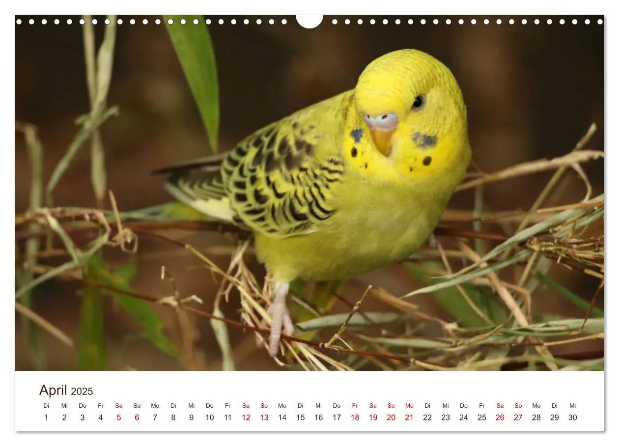 Bild: 9783435376995 | Wellensittiche - der NEUE Kalender (Wandkalender 2025 DIN A3 quer),...