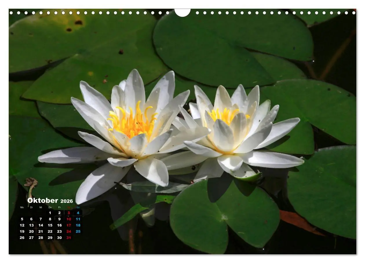 Bild: 9783457536995 | Malerische Seerosen (Wandkalender 2026 DIN A3 quer), CALVENDO...