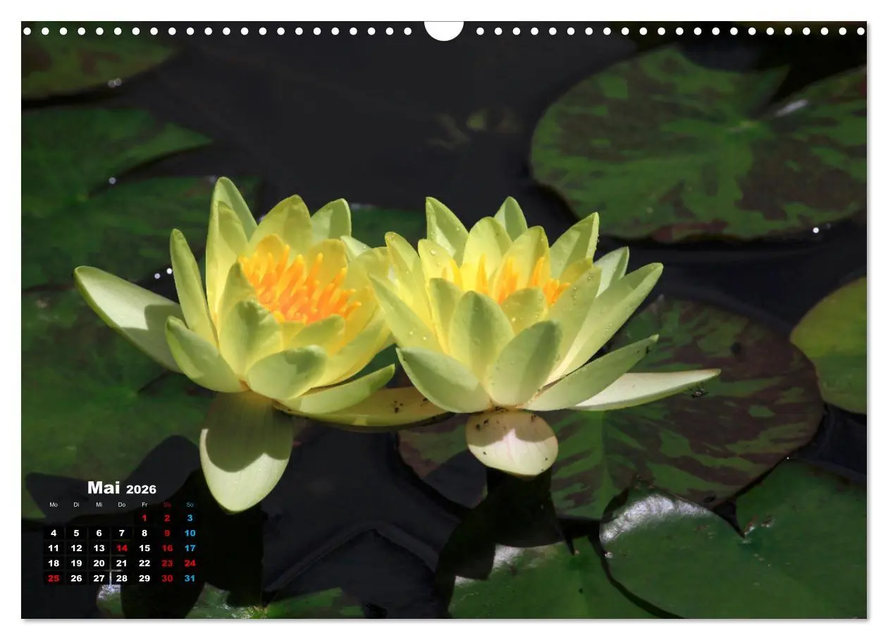 Bild: 9783457536995 | Malerische Seerosen (Wandkalender 2026 DIN A3 quer), CALVENDO...