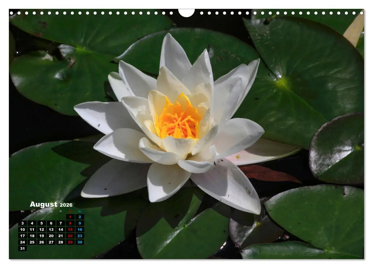 Bild: 9783457536995 | Malerische Seerosen (Wandkalender 2026 DIN A3 quer), CALVENDO...