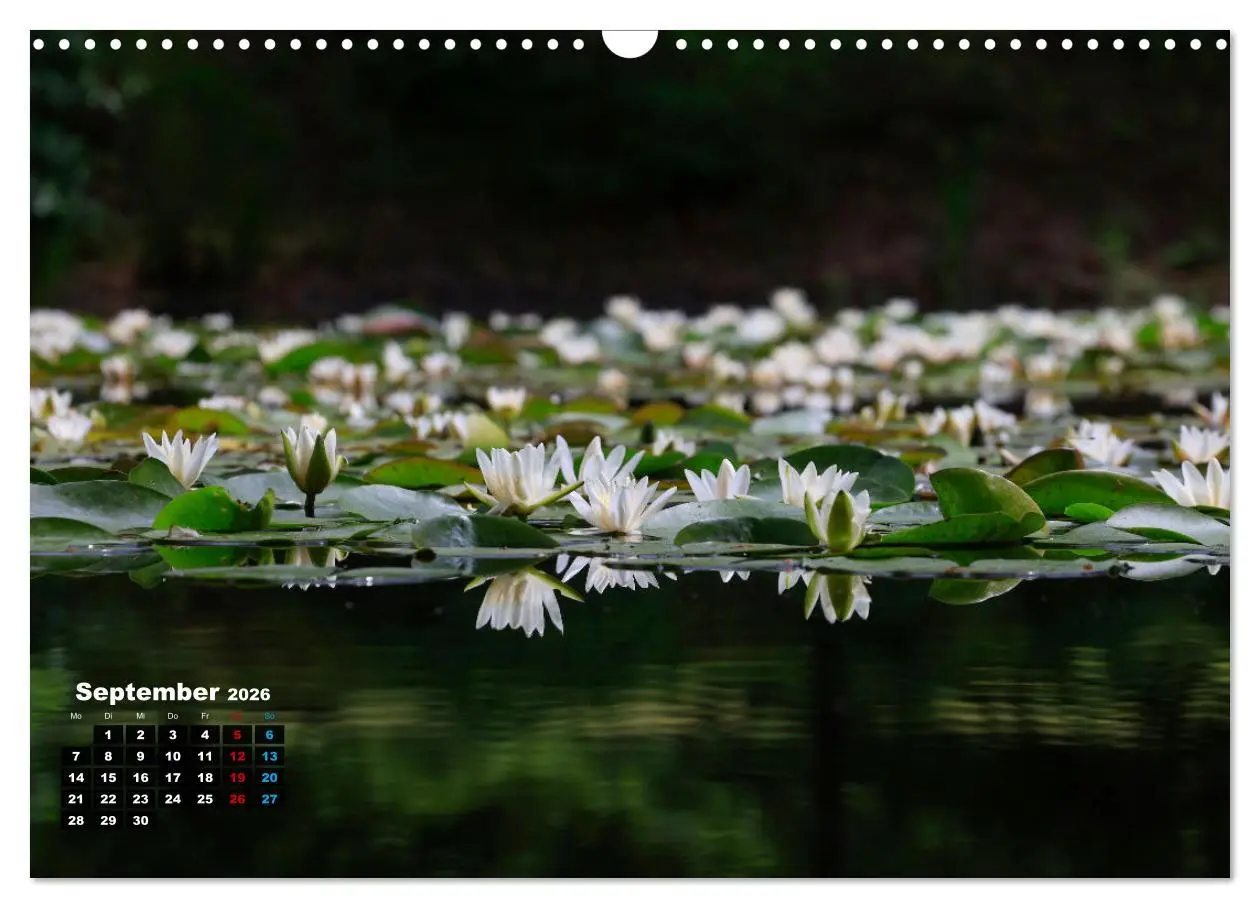 Bild: 9783457536995 | Malerische Seerosen (Wandkalender 2026 DIN A3 quer), CALVENDO...