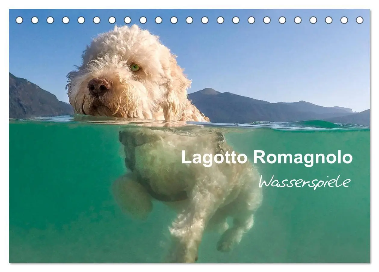 Cover: 9783457776995 | Lagotto Romagnolo - Wasserspiele (Tischkalender 2026 DIN A5 quer),...