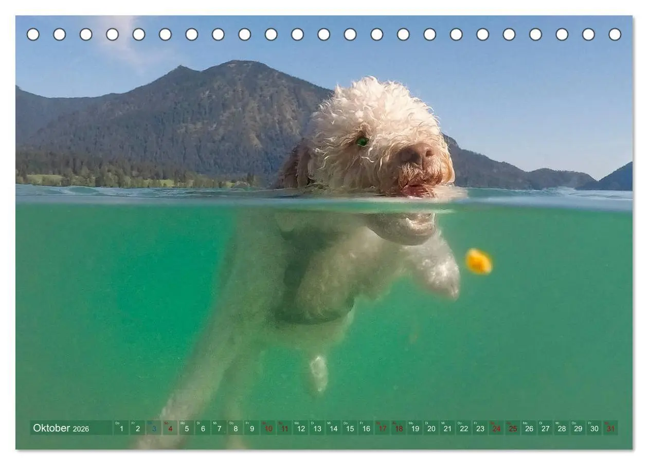 Bild: 9783457776995 | Lagotto Romagnolo - Wasserspiele (Tischkalender 2026 DIN A5 quer),...