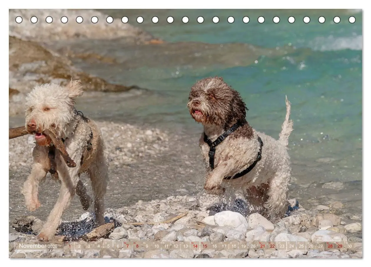 Bild: 9783457776995 | Lagotto Romagnolo - Wasserspiele (Tischkalender 2026 DIN A5 quer),...