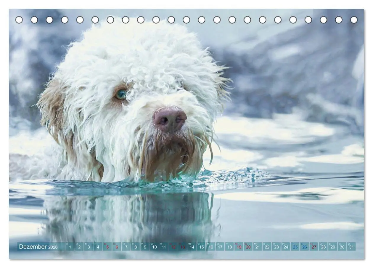 Bild: 9783457776995 | Lagotto Romagnolo - Wasserspiele (Tischkalender 2026 DIN A5 quer),...