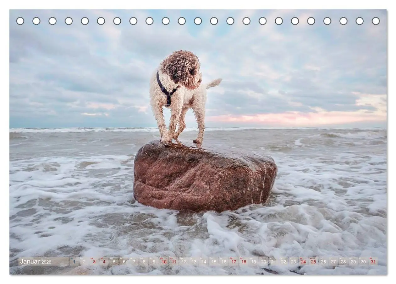 Bild: 9783457776995 | Lagotto Romagnolo - Wasserspiele (Tischkalender 2026 DIN A5 quer),...