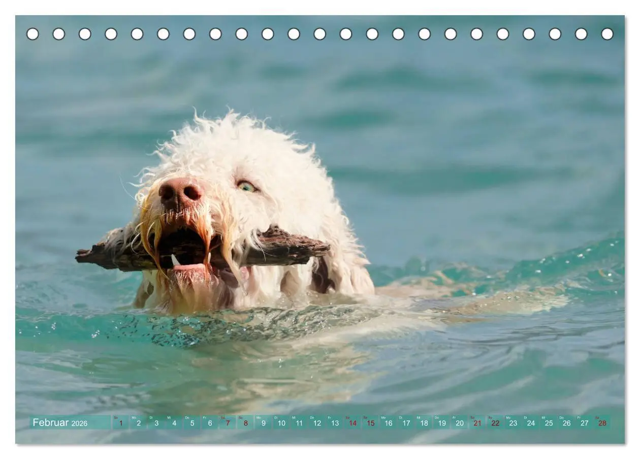 Bild: 9783457776995 | Lagotto Romagnolo - Wasserspiele (Tischkalender 2026 DIN A5 quer),...