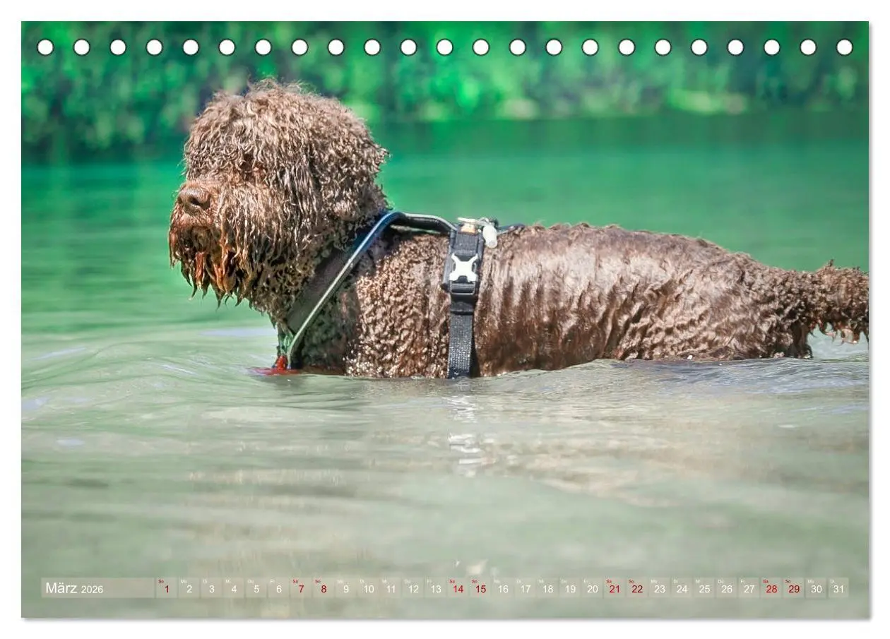Bild: 9783457776995 | Lagotto Romagnolo - Wasserspiele (Tischkalender 2026 DIN A5 quer),...