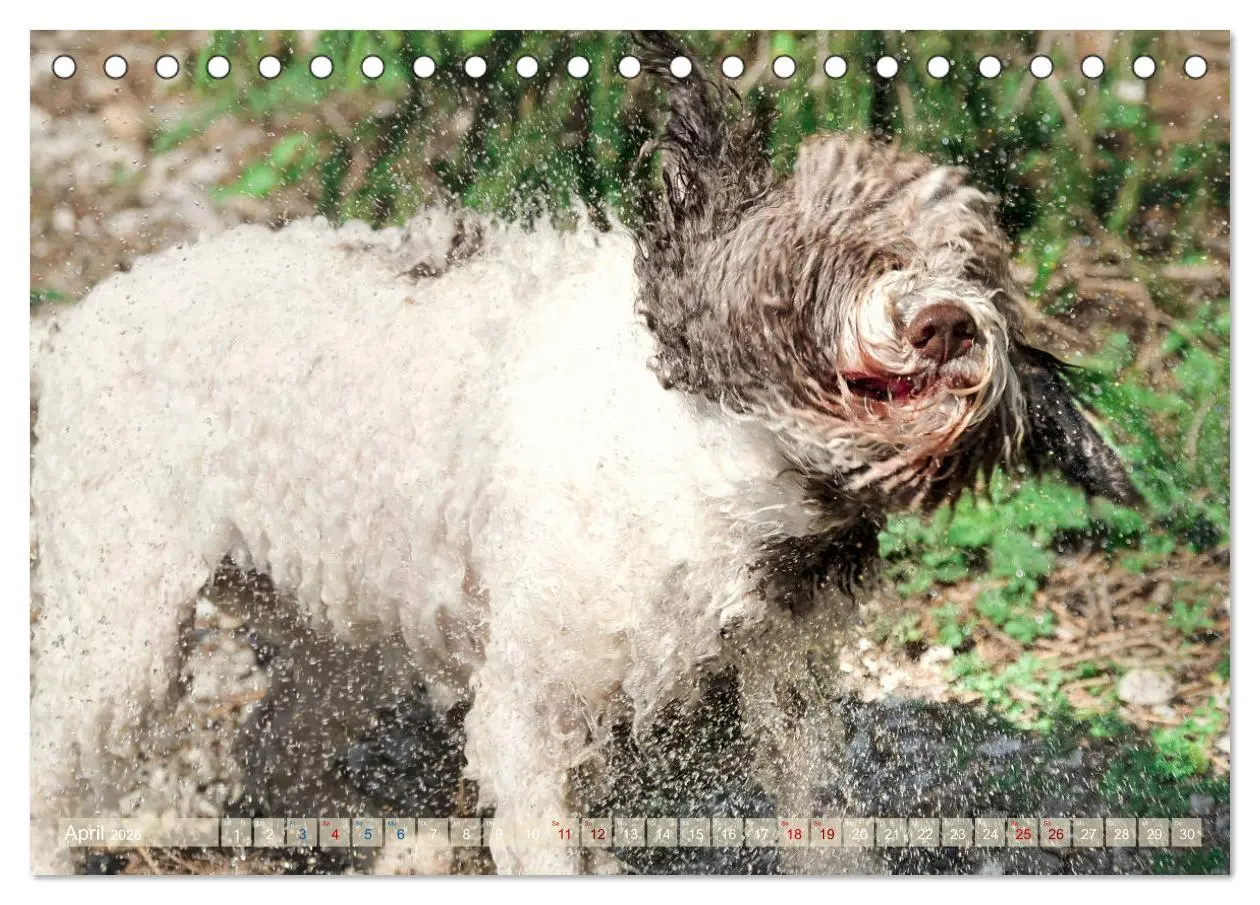Bild: 9783457776995 | Lagotto Romagnolo - Wasserspiele (Tischkalender 2026 DIN A5 quer),...