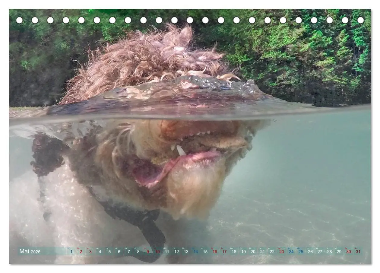 Bild: 9783457776995 | Lagotto Romagnolo - Wasserspiele (Tischkalender 2026 DIN A5 quer),...