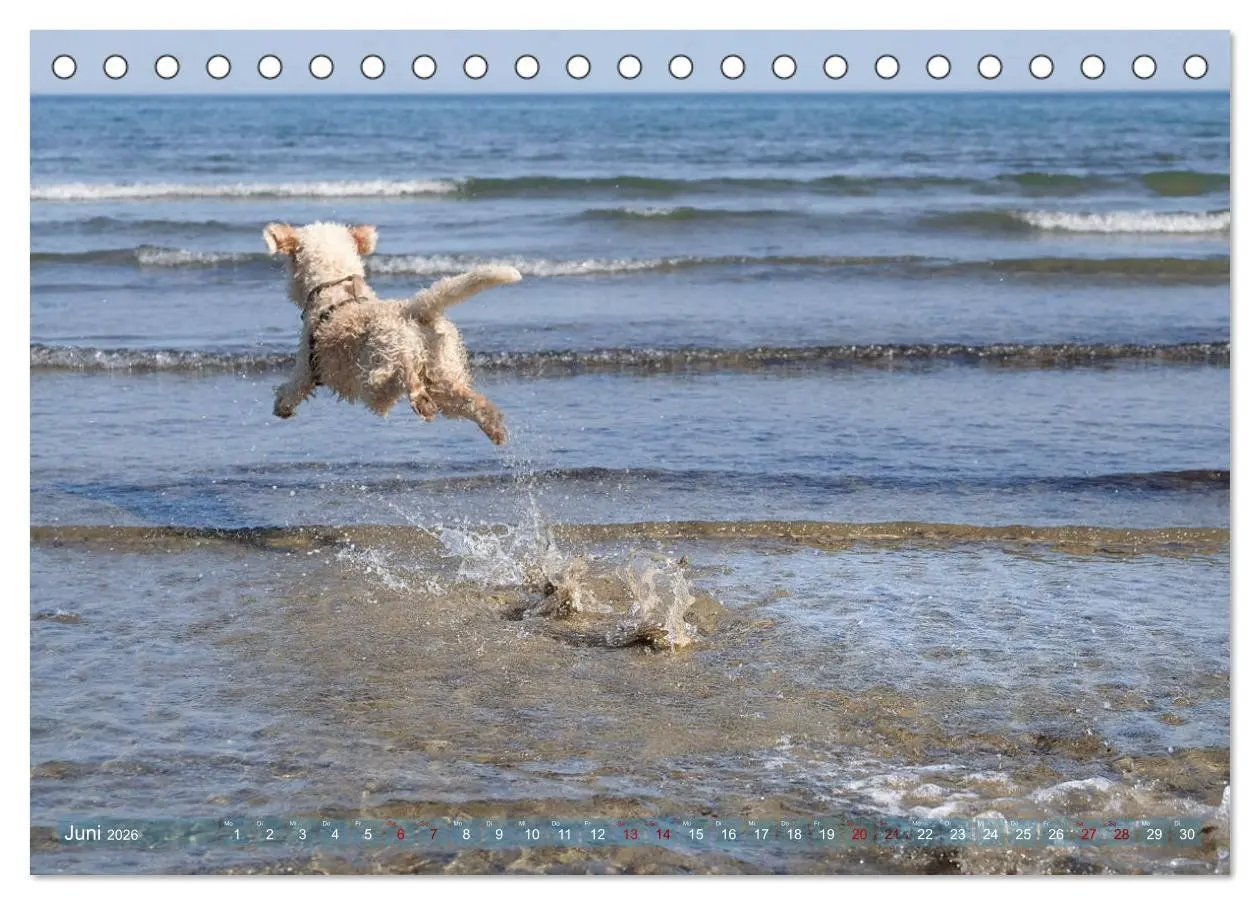 Bild: 9783457776995 | Lagotto Romagnolo - Wasserspiele (Tischkalender 2026 DIN A5 quer),...