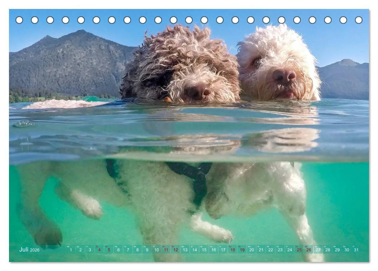 Bild: 9783457776995 | Lagotto Romagnolo - Wasserspiele (Tischkalender 2026 DIN A5 quer),...