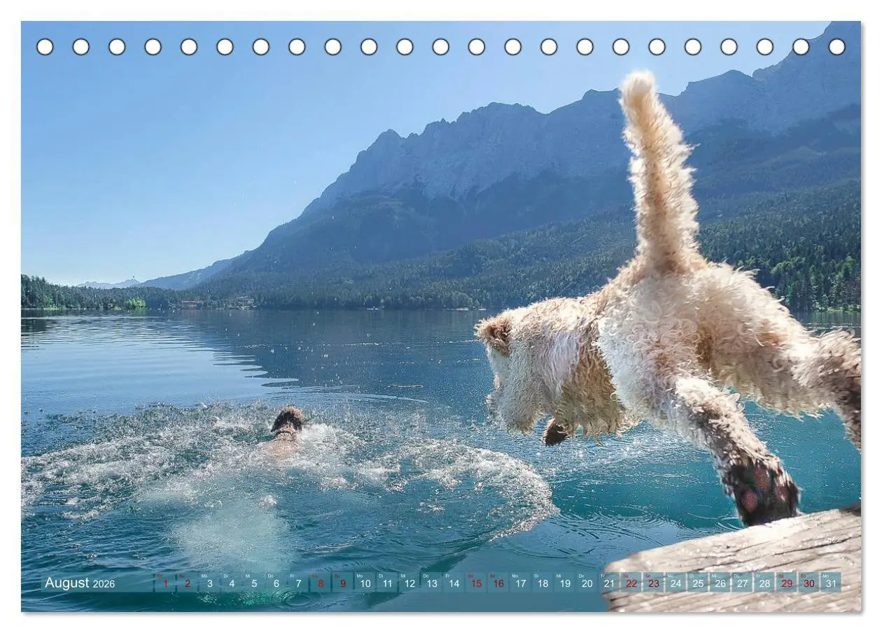 Bild: 9783457776995 | Lagotto Romagnolo - Wasserspiele (Tischkalender 2026 DIN A5 quer),...