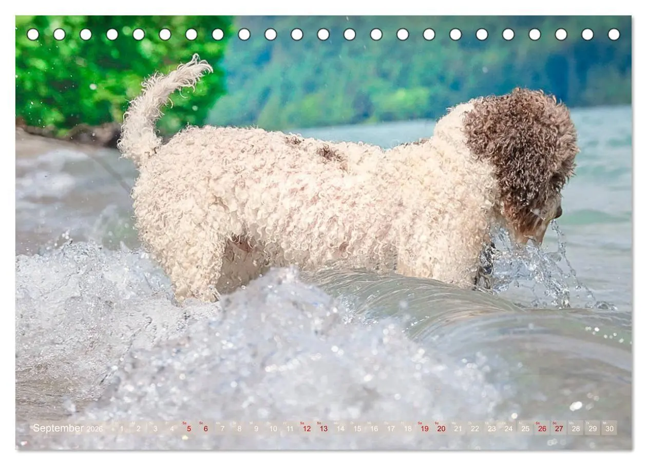 Bild: 9783457776995 | Lagotto Romagnolo - Wasserspiele (Tischkalender 2026 DIN A5 quer),...