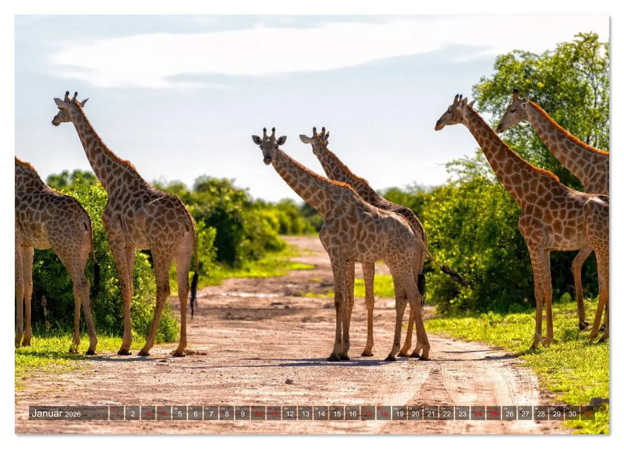 Bild: 9783516626995 | Namibia und Botswana - Entdeckungen in der Weite Afrikas...