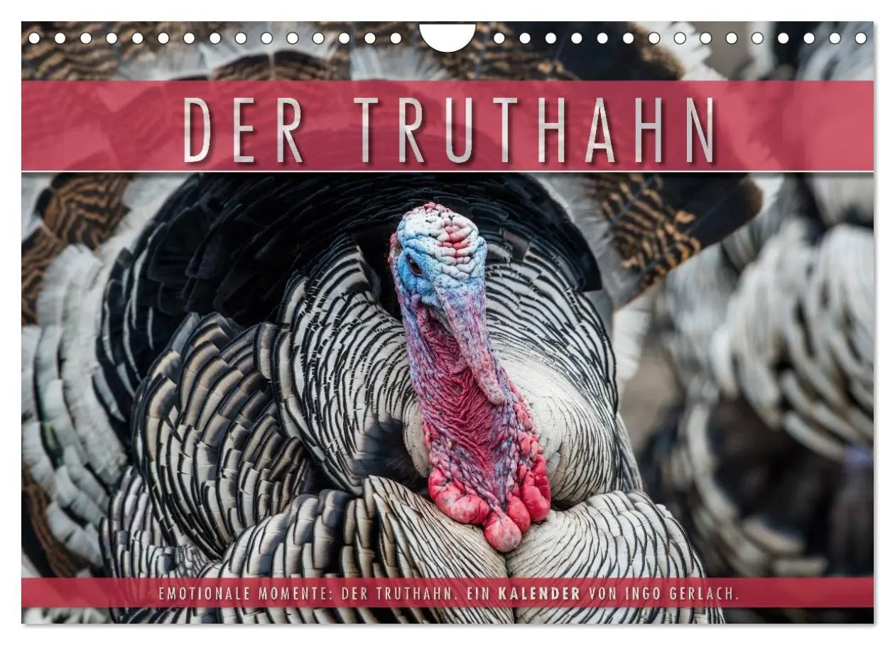 Cover: 9783516067095 | Emotionale Momente: Der Truthahn. (Wandkalender 2026 DIN A4 quer),...