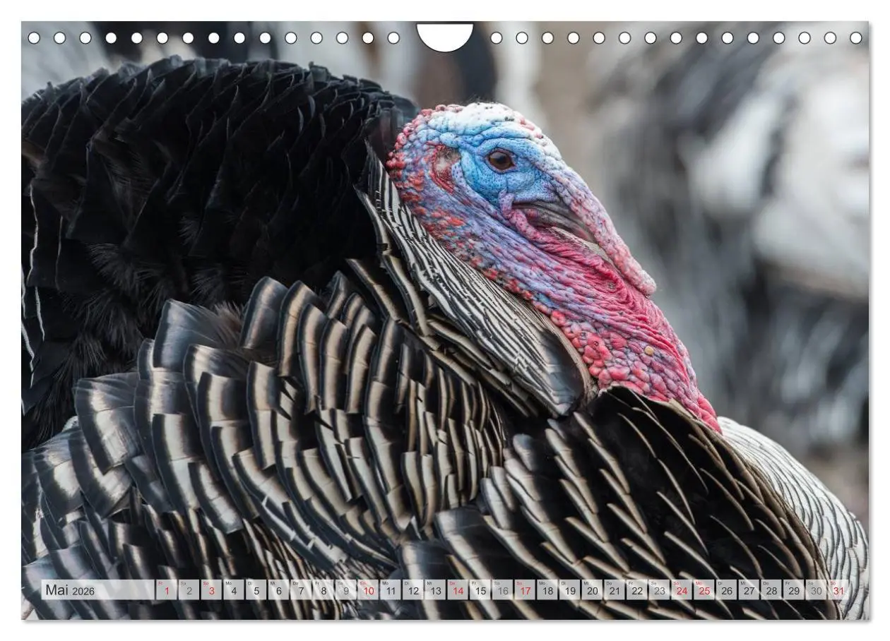 Bild: 9783516067095 | Emotionale Momente: Der Truthahn. (Wandkalender 2026 DIN A4 quer),...