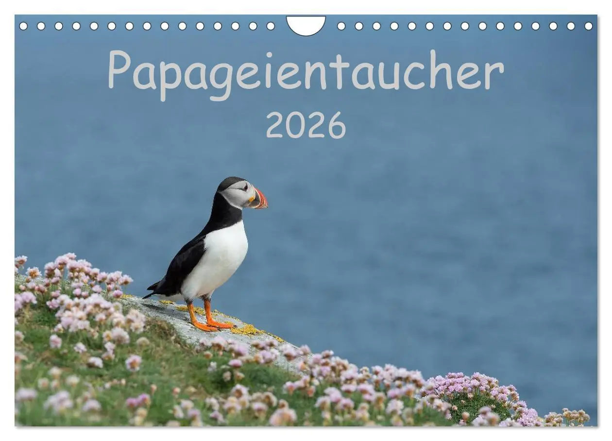Cover: 9783516137095 | Papageientaucher 2026 (Wandkalender 2026 DIN A4 quer), CALVENDO...