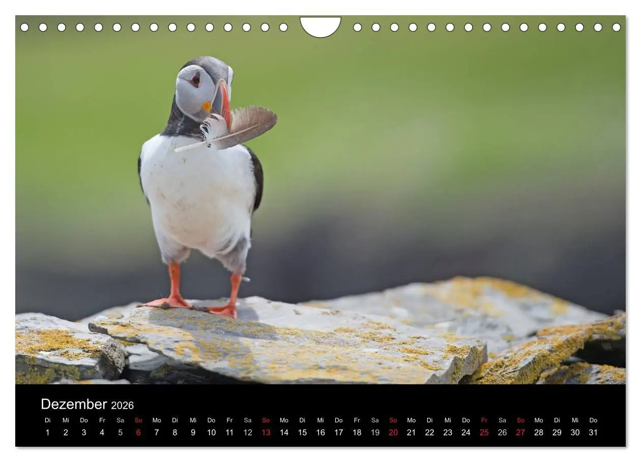 Bild: 9783516137095 | Papageientaucher 2026 (Wandkalender 2026 DIN A4 quer), CALVENDO...