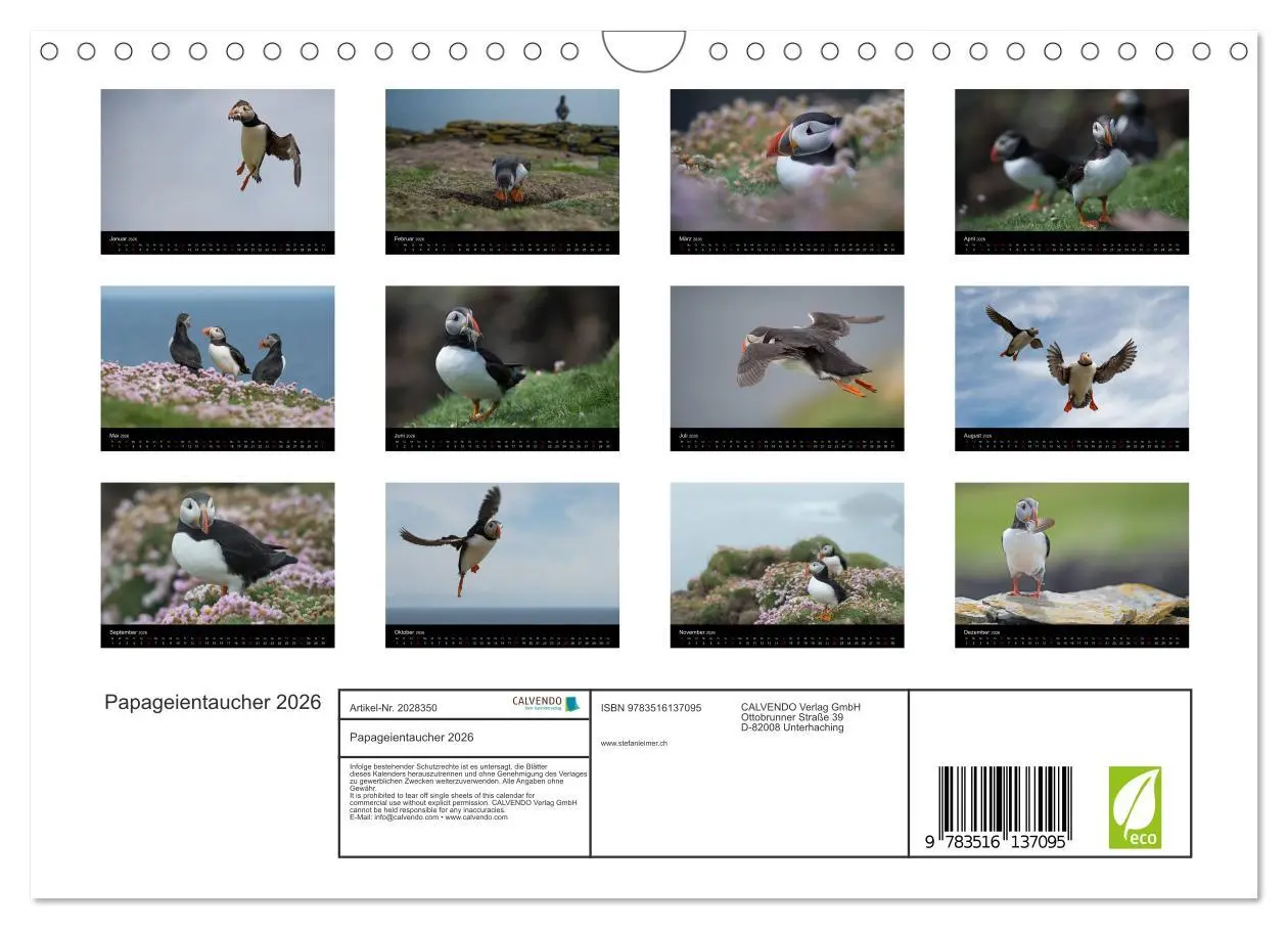 Bild: 9783516137095 | Papageientaucher 2026 (Wandkalender 2026 DIN A4 quer), CALVENDO...