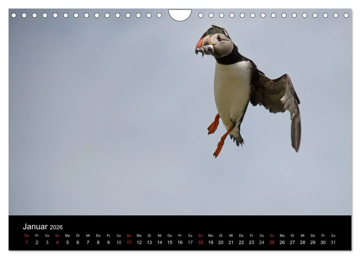 Bild: 9783516137095 | Papageientaucher 2026 (Wandkalender 2026 DIN A4 quer), CALVENDO...