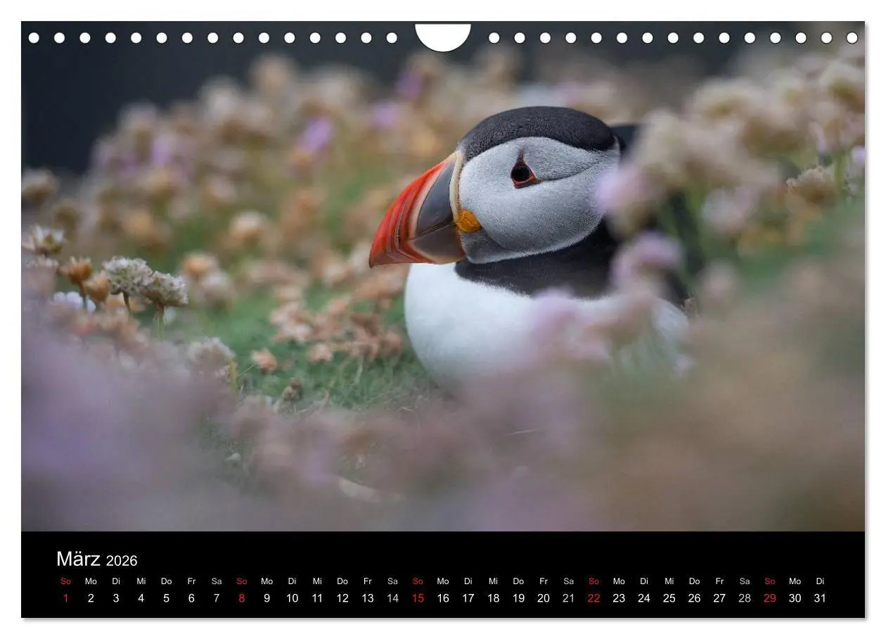 Bild: 9783516137095 | Papageientaucher 2026 (Wandkalender 2026 DIN A4 quer), CALVENDO...