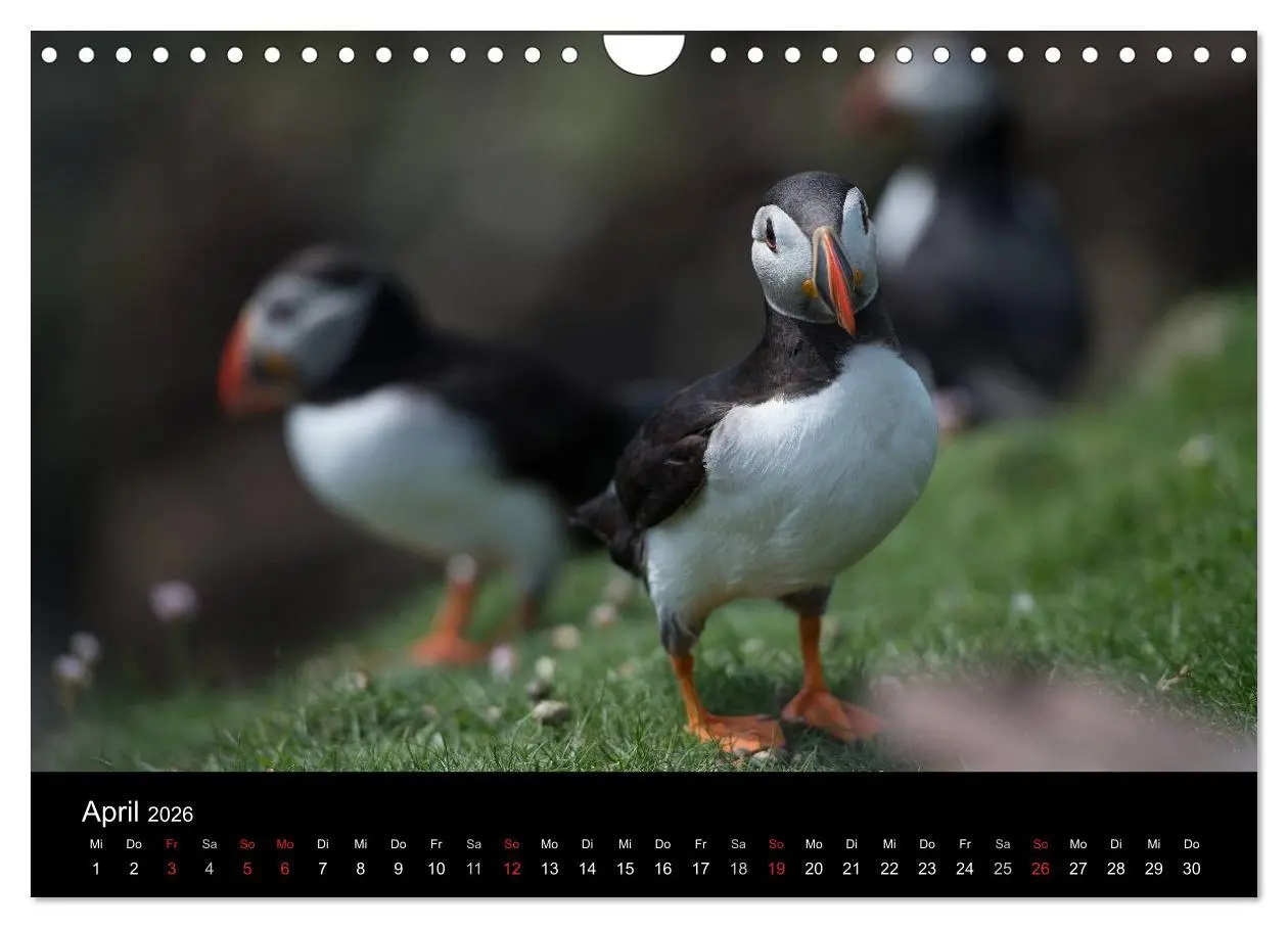Bild: 9783516137095 | Papageientaucher 2026 (Wandkalender 2026 DIN A4 quer), CALVENDO...