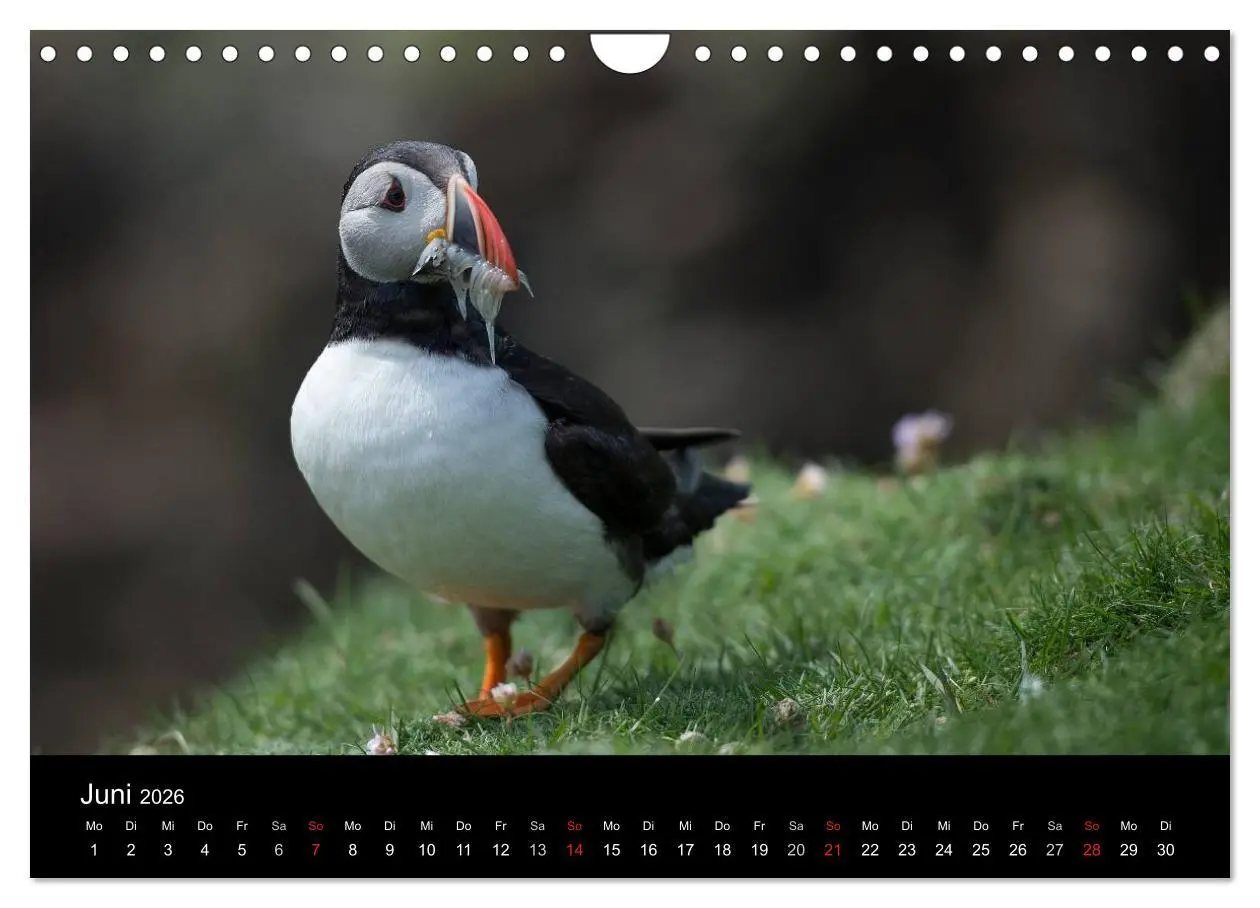 Bild: 9783516137095 | Papageientaucher 2026 (Wandkalender 2026 DIN A4 quer), CALVENDO...