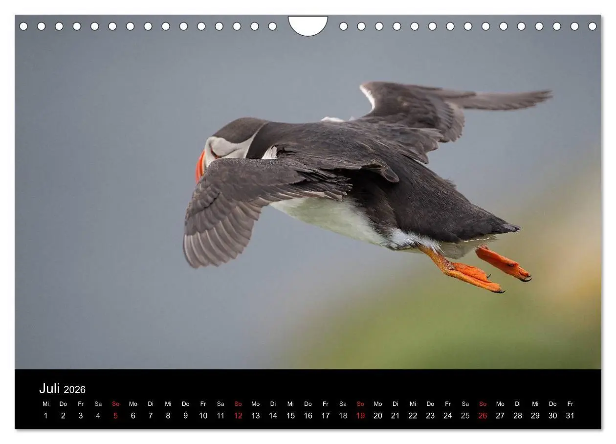 Bild: 9783516137095 | Papageientaucher 2026 (Wandkalender 2026 DIN A4 quer), CALVENDO...