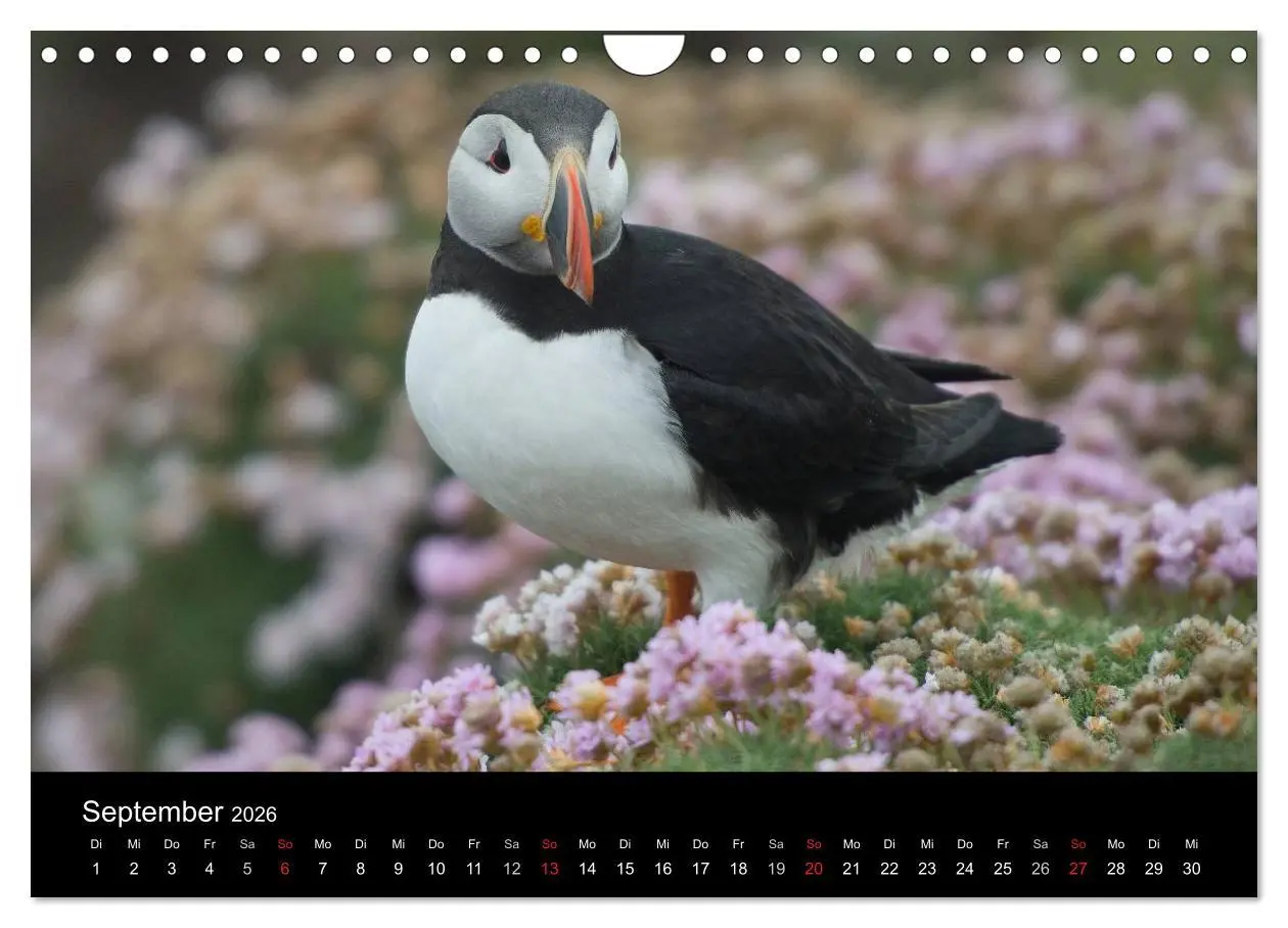 Bild: 9783516137095 | Papageientaucher 2026 (Wandkalender 2026 DIN A4 quer), CALVENDO...