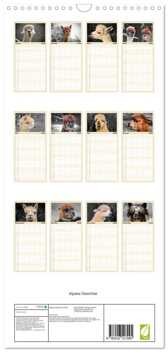 Bild: 9783516517095 | Familienplaner 2026 - Alpaka Gesichter mit 5 Spalten (Wandkalender,...