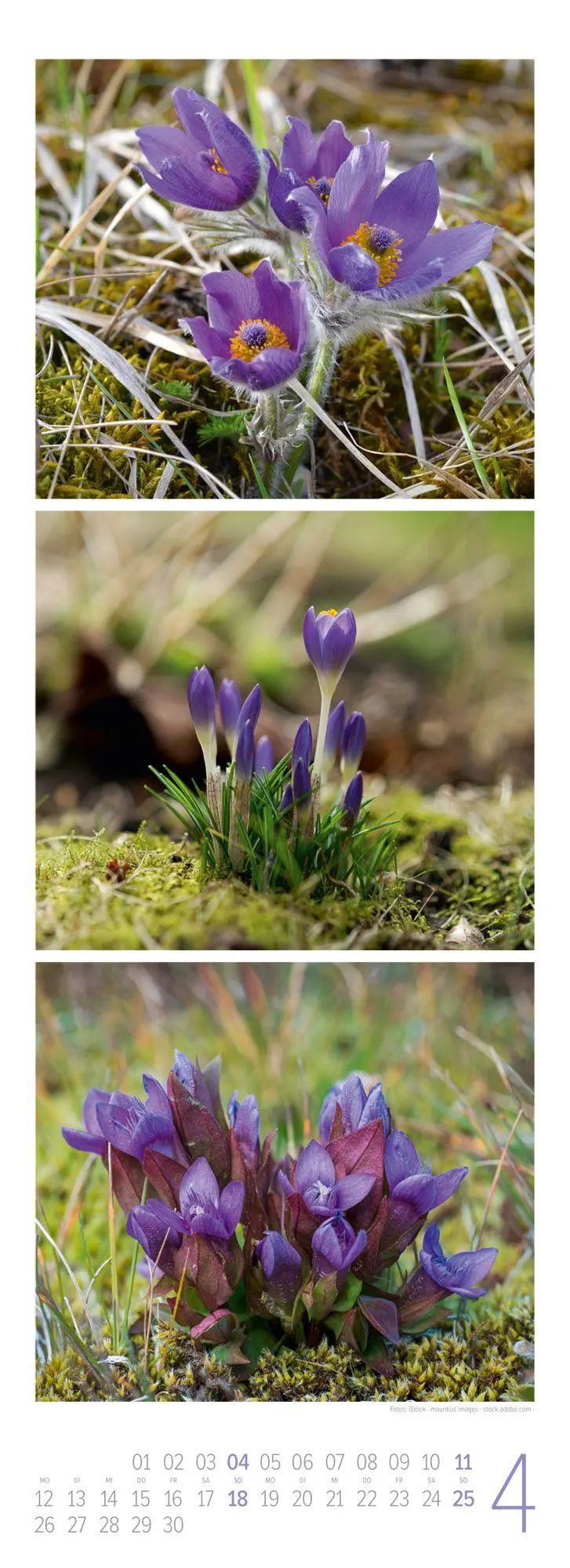 Bild: 9783838437095 | NaturZeit Triplet-Kalender 2027 | Ackermann Kunstverlag GmbH | 14 S.