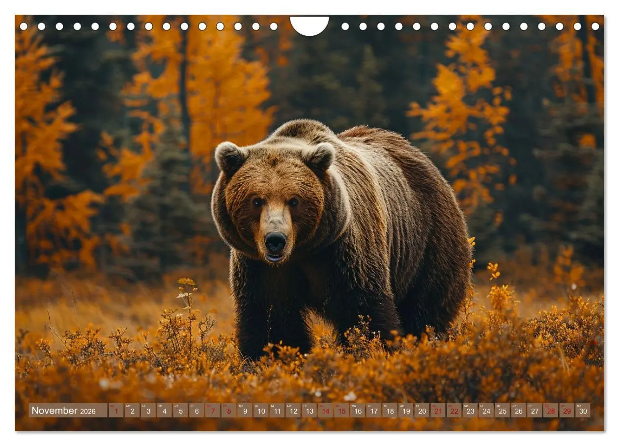 Bild: 9783457337295 | Wildes Bärenland (Wandkalender 2026 DIN A4 quer), CALVENDO...