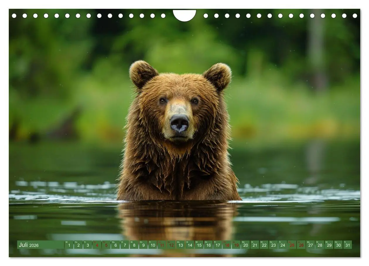 Bild: 9783457337295 | Wildes Bärenland (Wandkalender 2026 DIN A4 quer), CALVENDO...