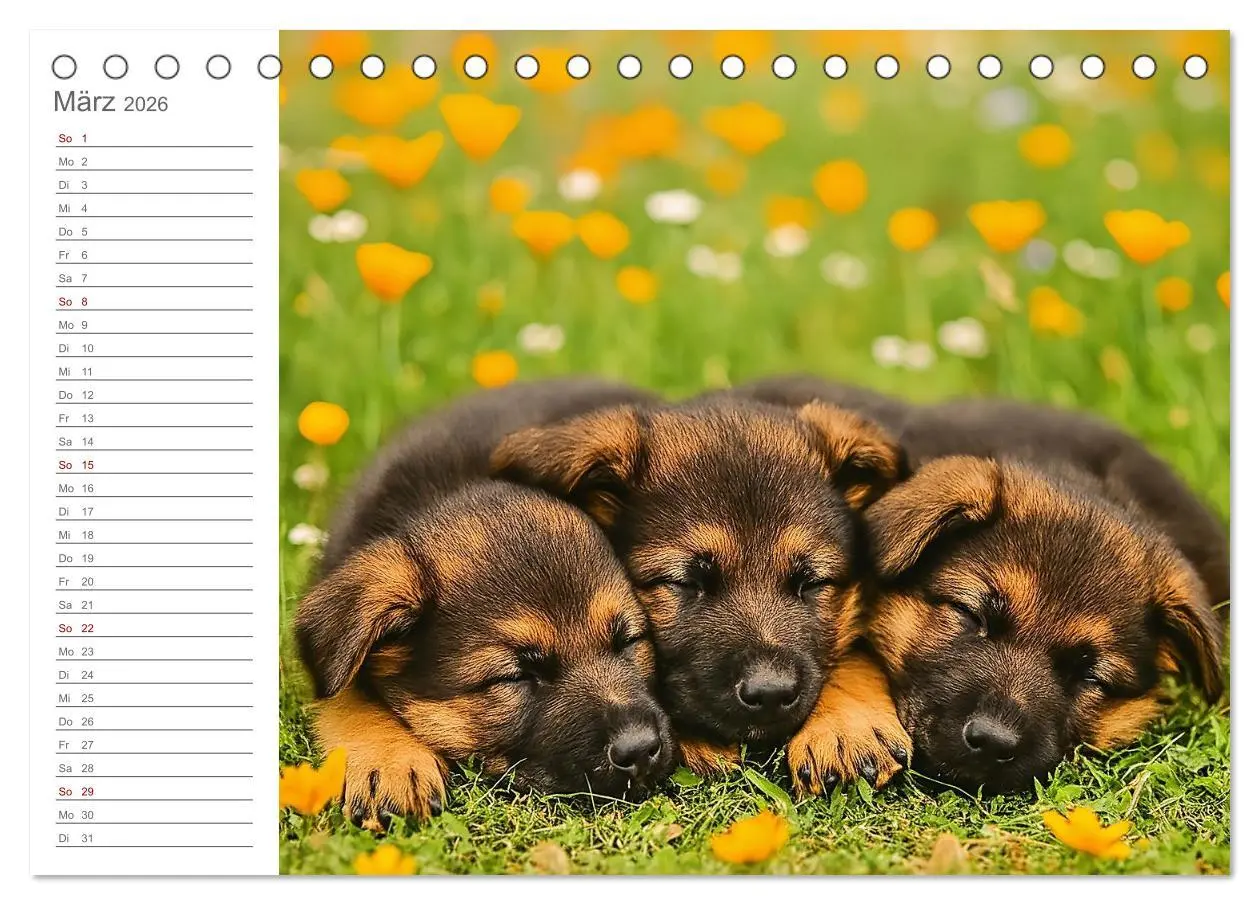 Bild: 9783457647295 | Schäferhundliebe - Deine tägliche Dosis Welpenfreude - ganz ohne...