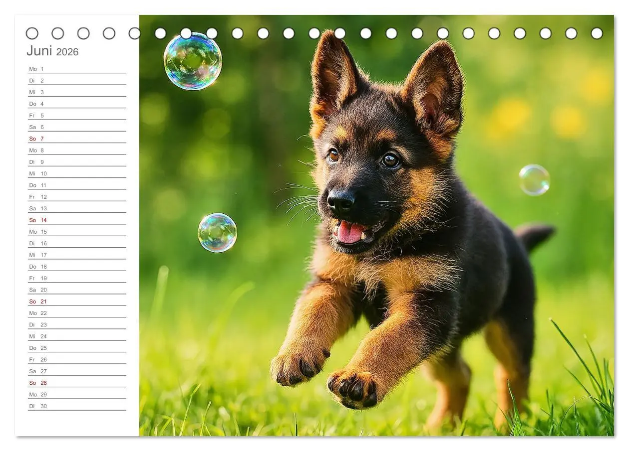 Bild: 9783457647295 | Schäferhundliebe - Deine tägliche Dosis Welpenfreude - ganz ohne...