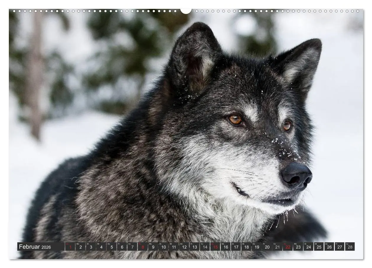 Bild: 9783516047295 | Wölfe. Graue Eminenzen (hochwertiger Premium Wandkalender 2026 DIN...