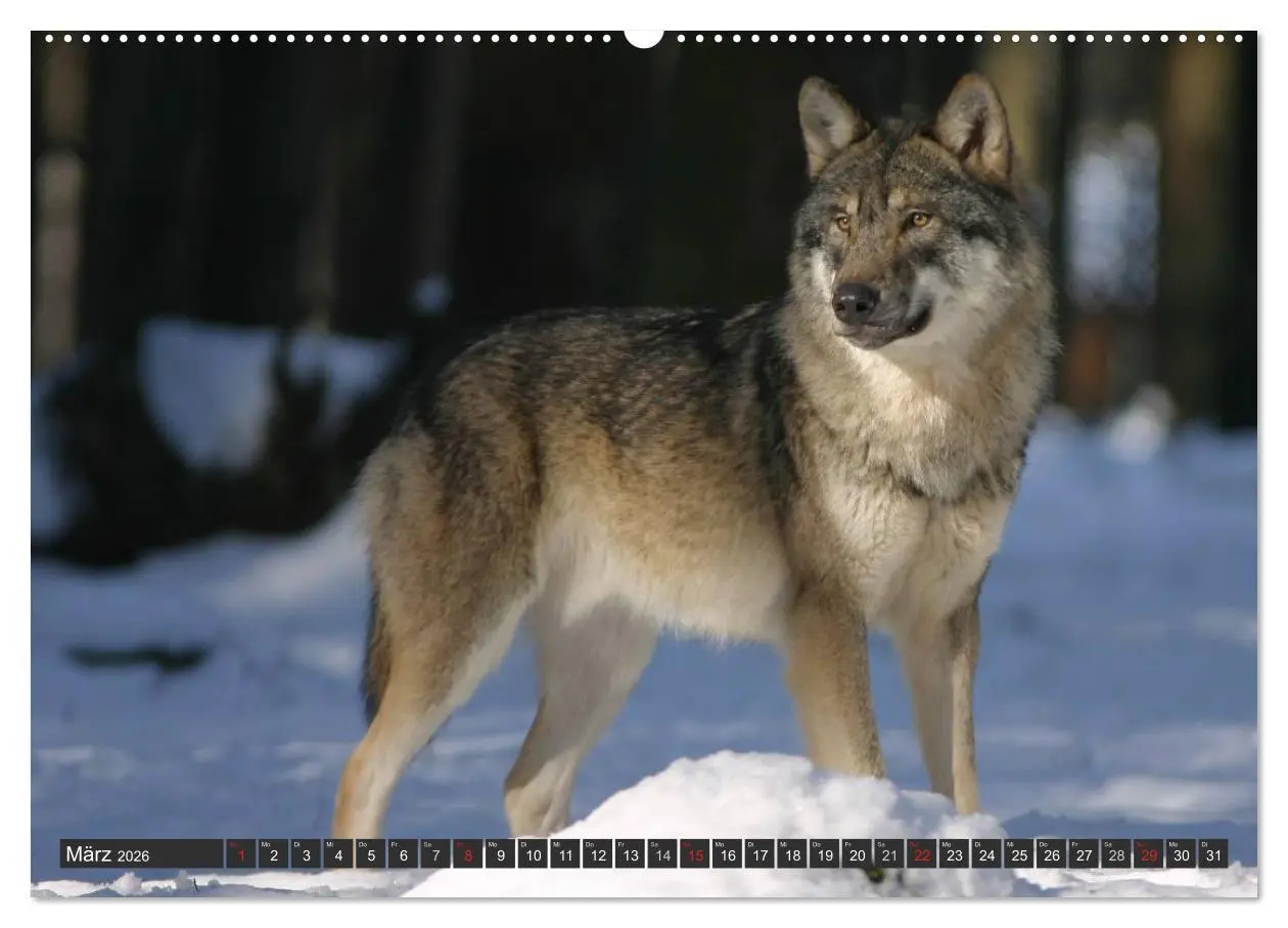 Bild: 9783516047295 | Wölfe. Graue Eminenzen (hochwertiger Premium Wandkalender 2026 DIN...