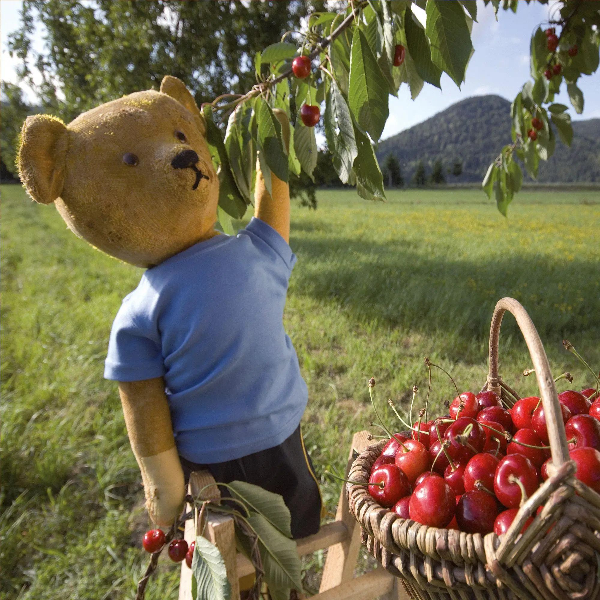 Bild: 9783959297295 | Teddys World 2027 | Kalender 2027 | Kalender | Artwork Edition | 28 S.