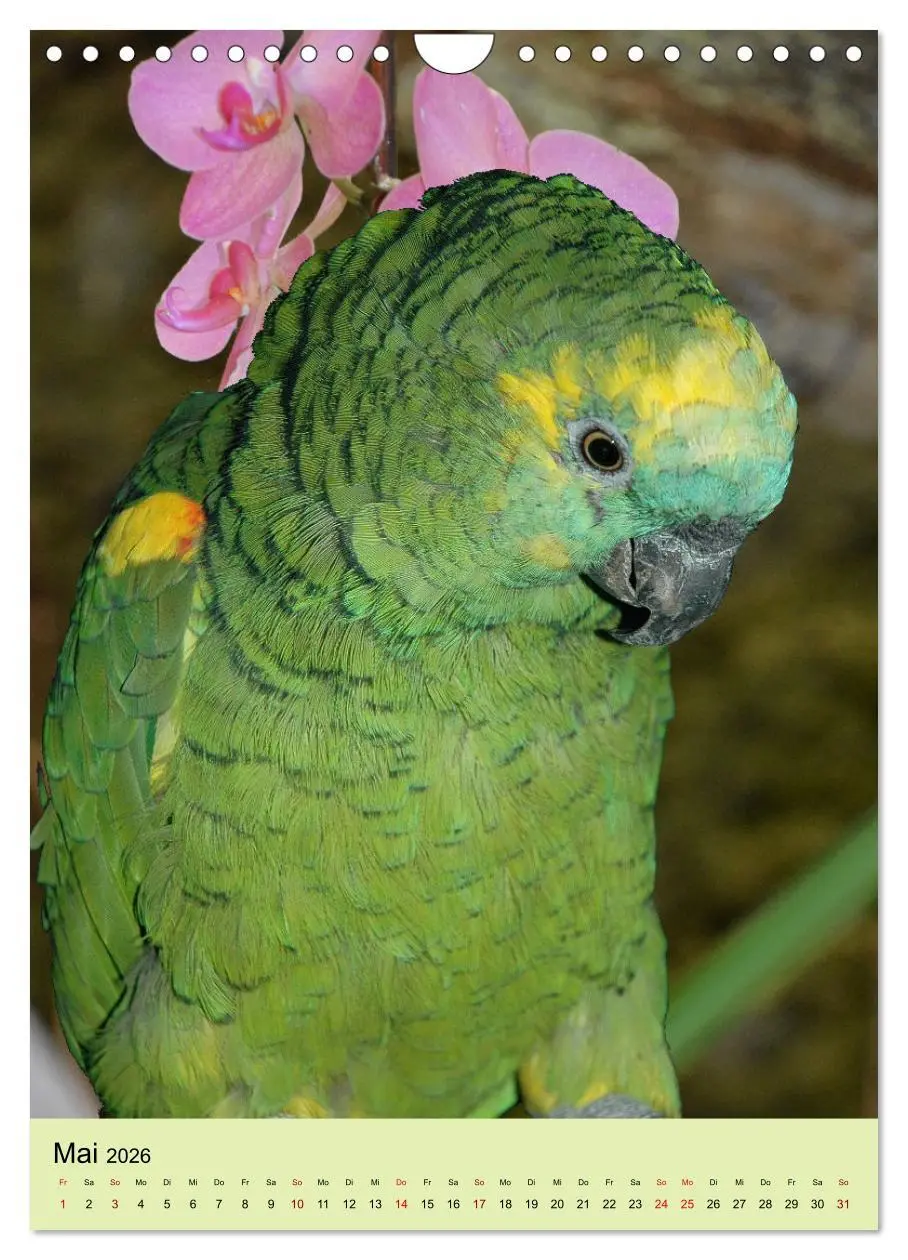 Bild: 9783516347395 | Die bunte Vielfalt Südamerikas - Aras, Amazonen und Sittiche im...