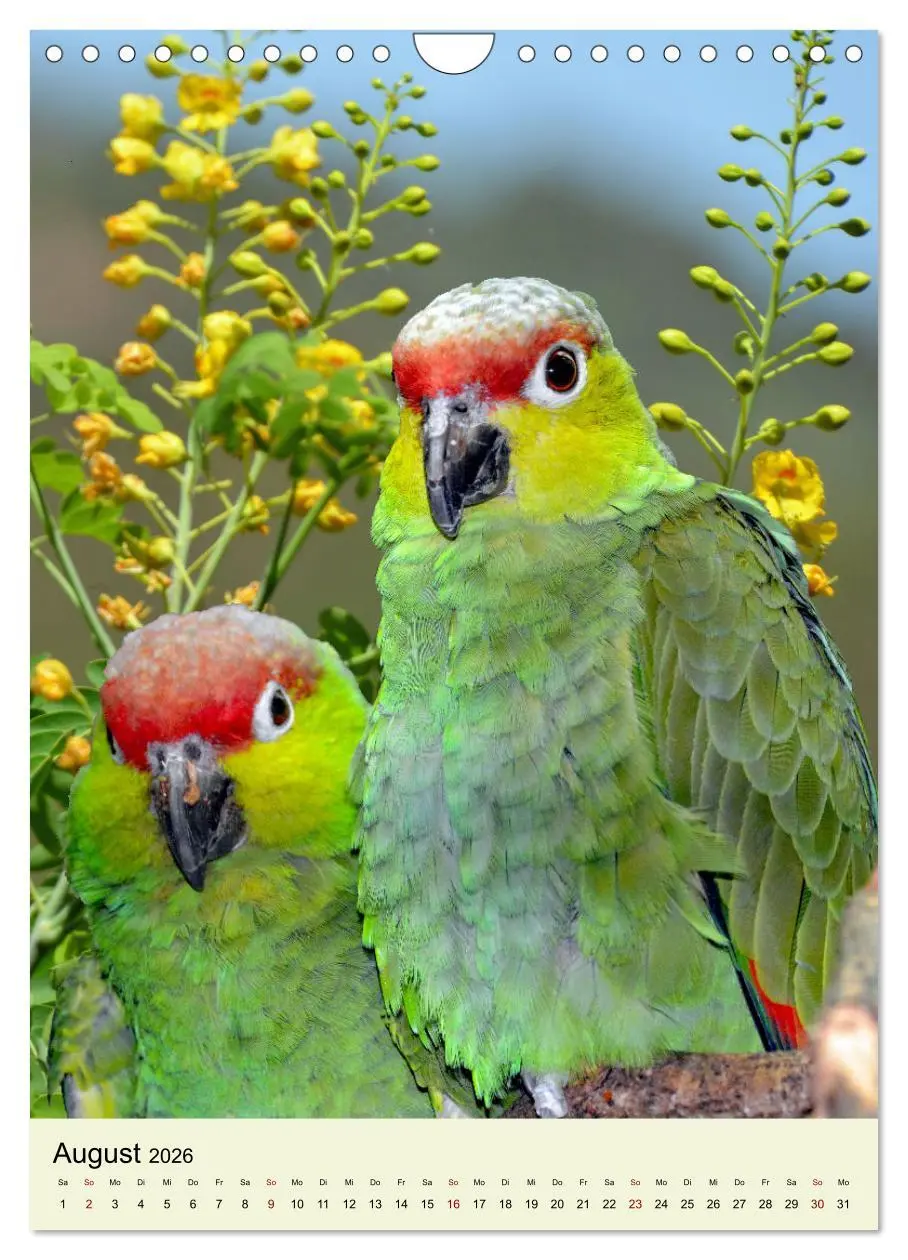 Bild: 9783516347395 | Die bunte Vielfalt Südamerikas - Aras, Amazonen und Sittiche im...