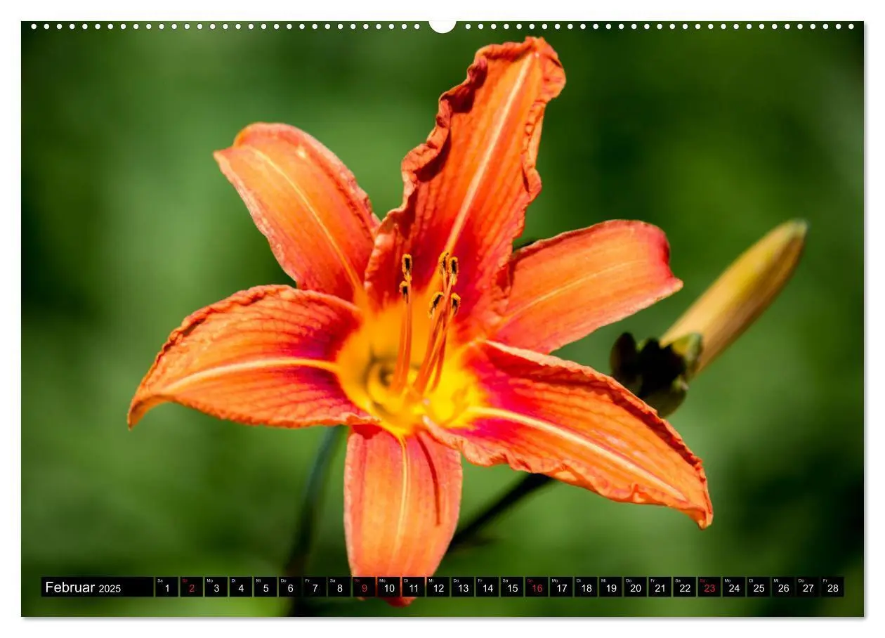 Bild: 9783435227495 | Kleine Blumen ganz groß (Wandkalender 2025 DIN A2 quer), CALVENDO...