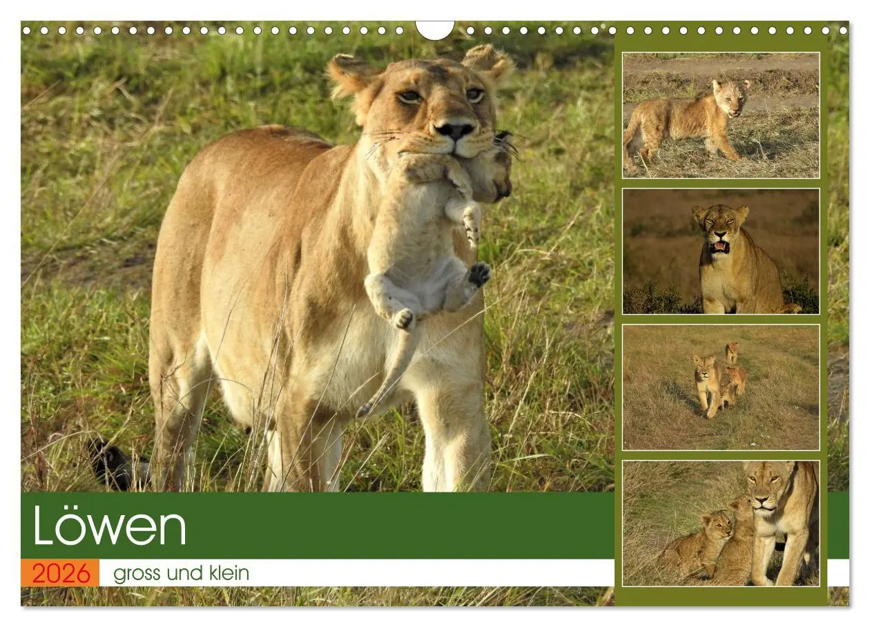 Cover: 9783457537695 | Löwen - gross und klein (Wandkalender 2026 DIN A3 quer), CALVENDO...