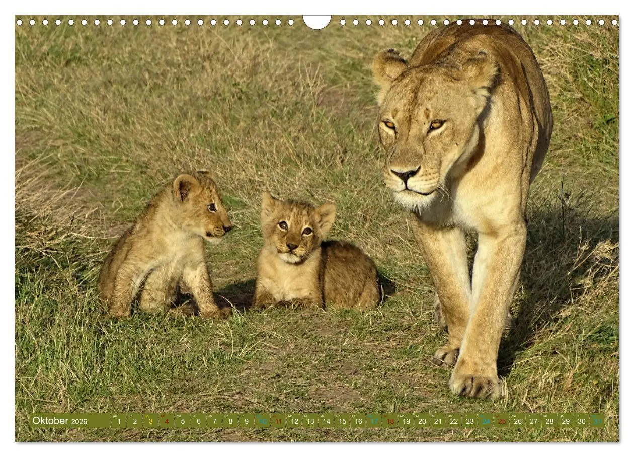 Bild: 9783457537695 | Löwen - gross und klein (Wandkalender 2026 DIN A3 quer), CALVENDO...