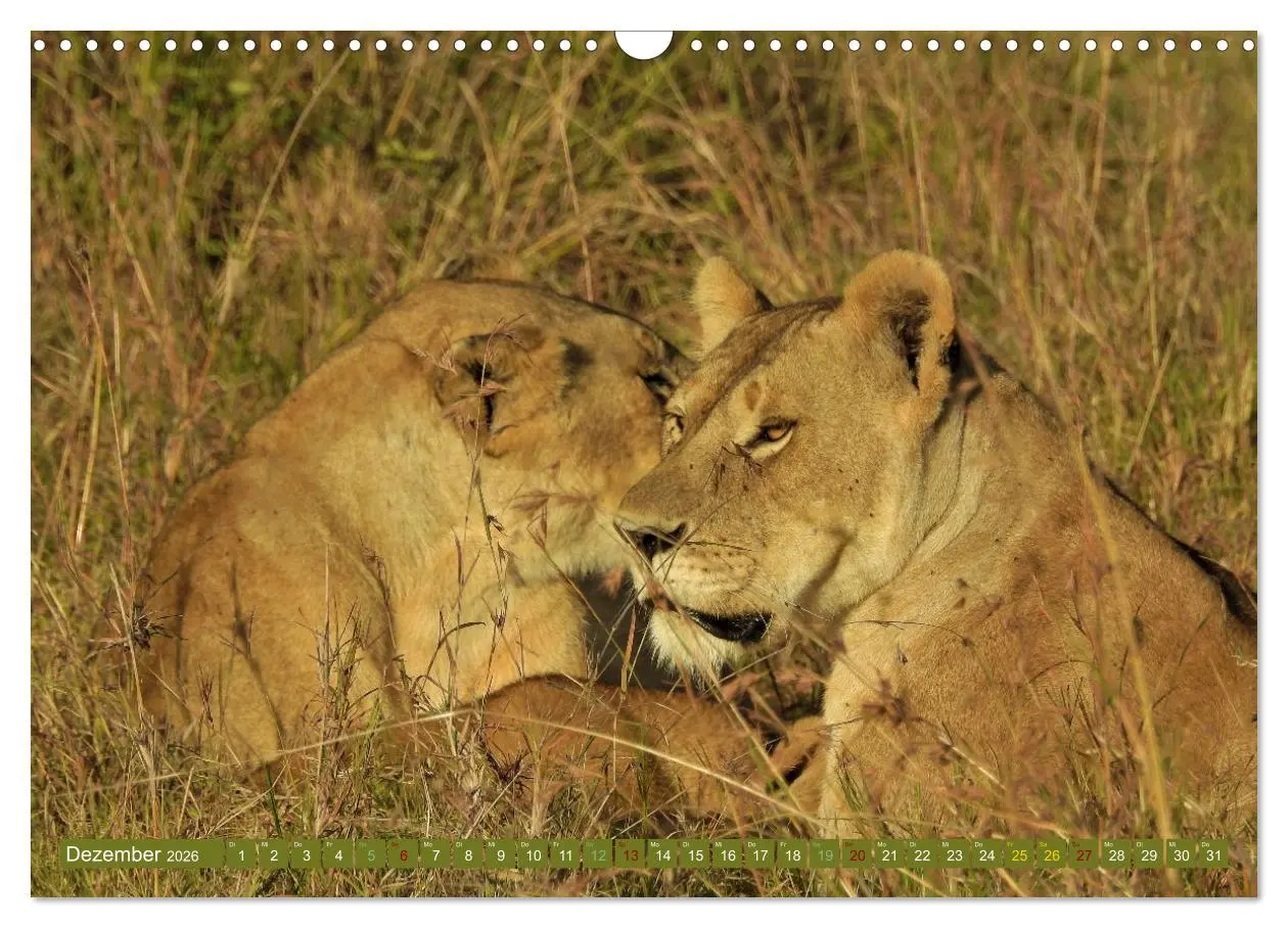 Bild: 9783457537695 | Löwen - gross und klein (Wandkalender 2026 DIN A3 quer), CALVENDO...