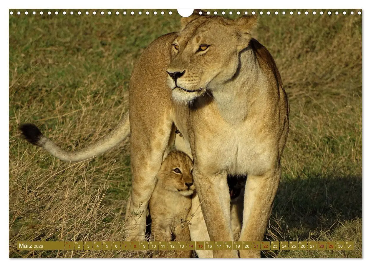 Bild: 9783457537695 | Löwen - gross und klein (Wandkalender 2026 DIN A3 quer), CALVENDO...