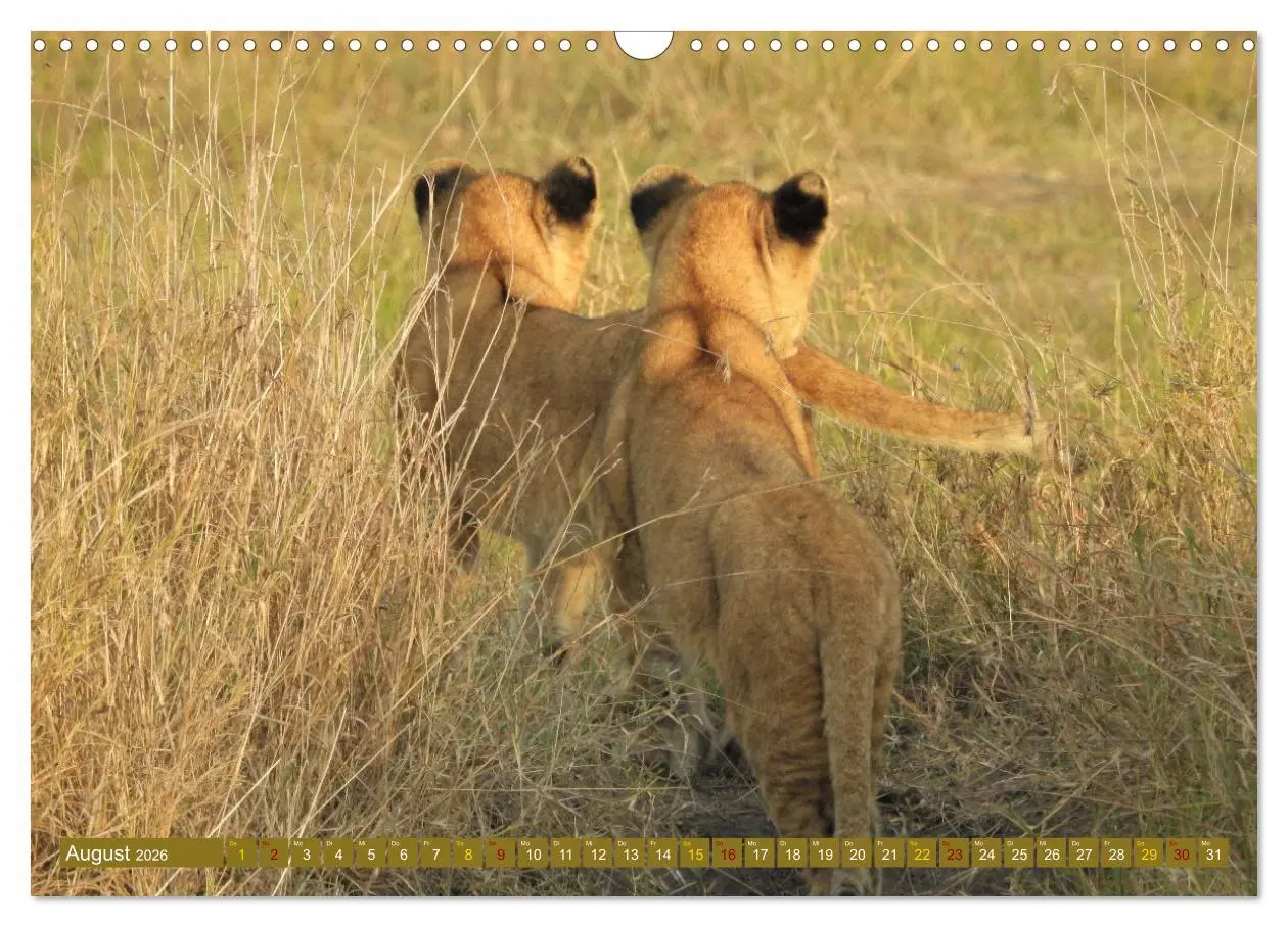 Bild: 9783457537695 | Löwen - gross und klein (Wandkalender 2026 DIN A3 quer), CALVENDO...