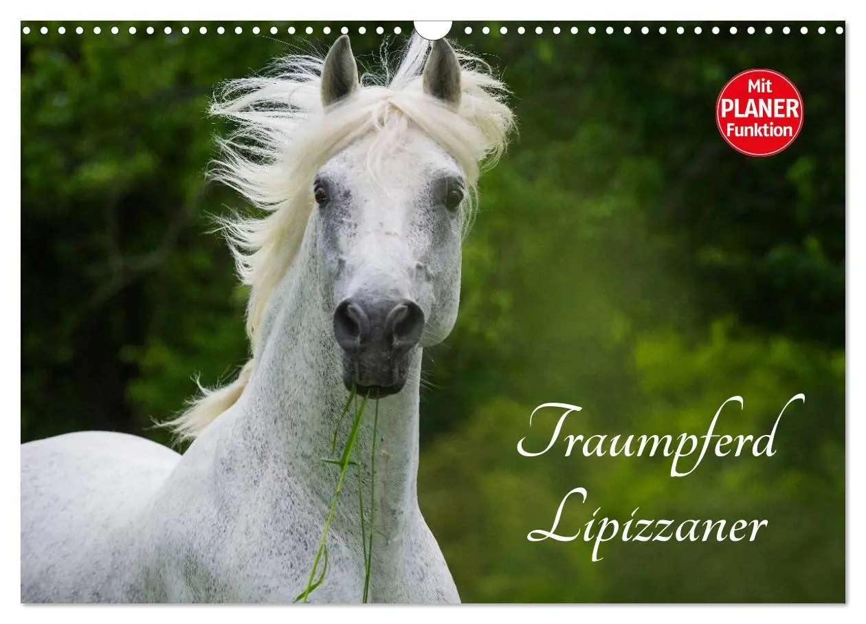 Cover: 9783516007695 | Traumpferd Lipizzaner (Wandkalender 2026 DIN A3 quer), CALVENDO...