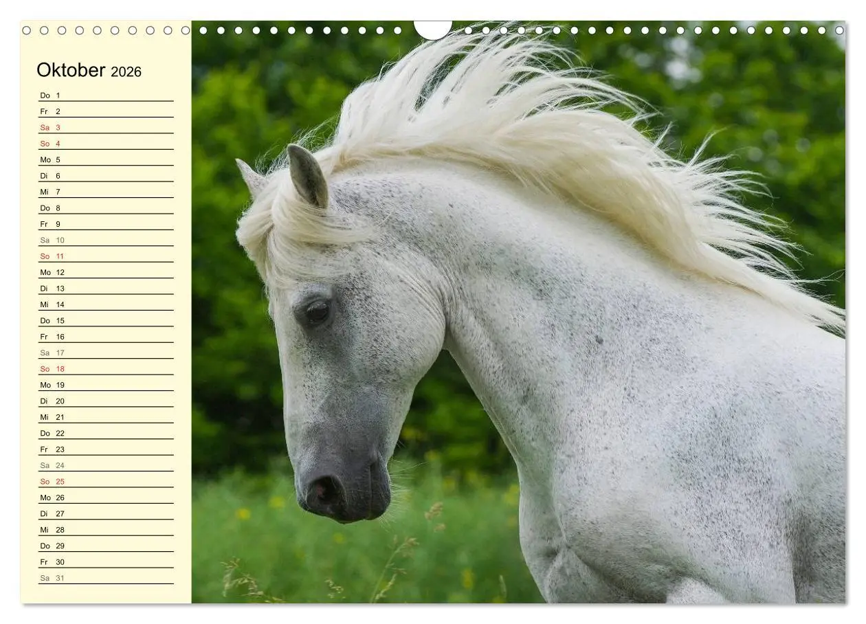 Bild: 9783516007695 | Traumpferd Lipizzaner (Wandkalender 2026 DIN A3 quer), CALVENDO...